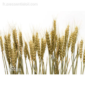 Private Label 100% d&#39;huile de germe de blé de qualité supérieure